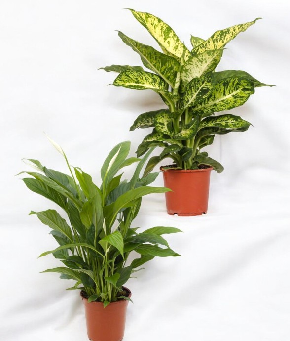 Coffret - Duo de plantes -...