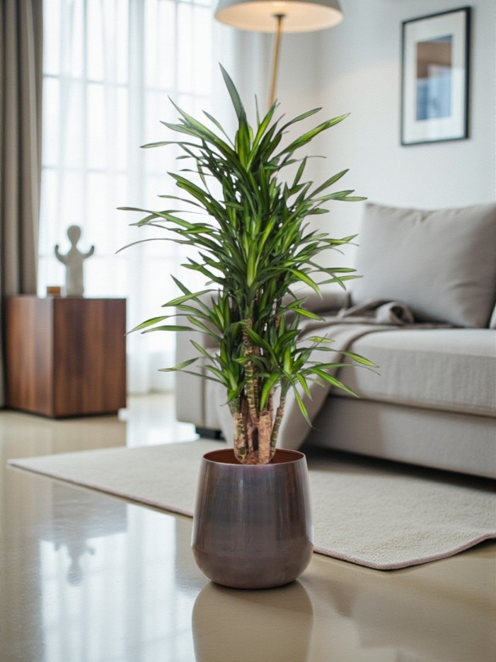Dracaena Riki
