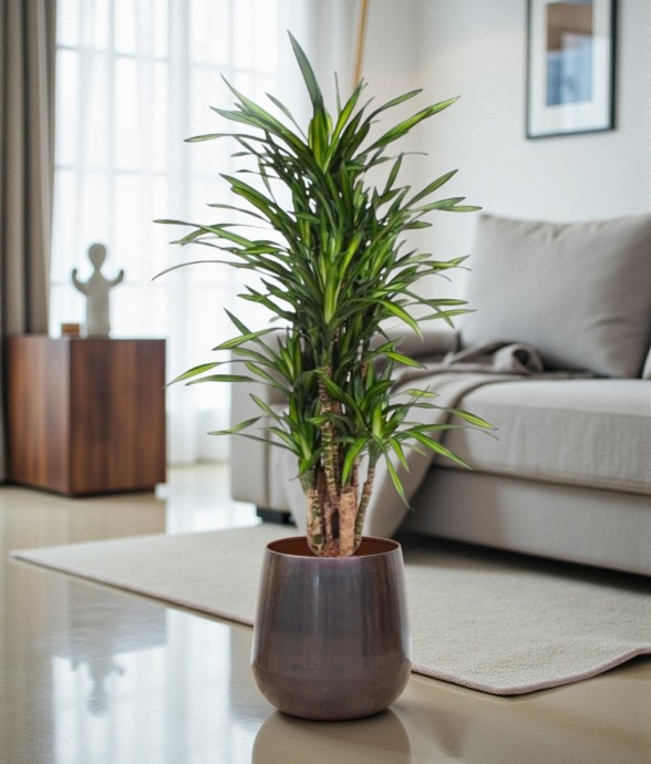 Dracaena Riki