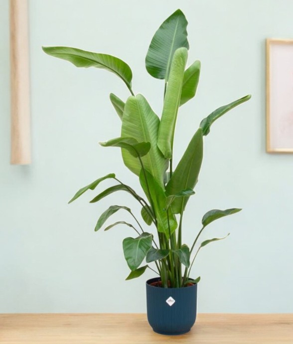 Strelitzia Nicolai 160cm et...