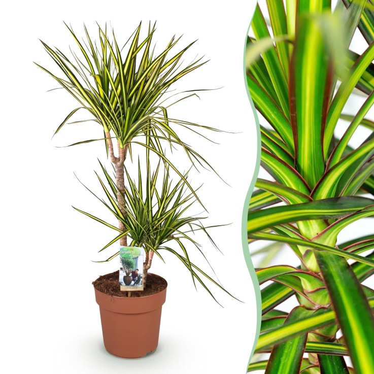 Dracaena Sunray