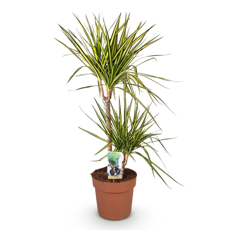 Dracaena Sunray