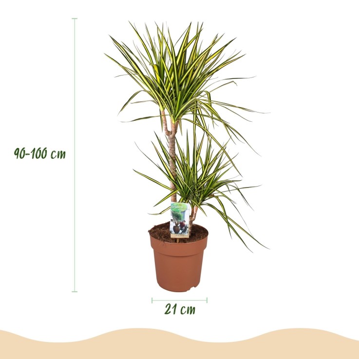 Dracaena Sunray