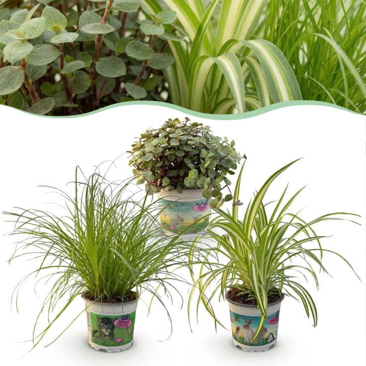 Pack Cyperus - Calissia - Chlorophytum