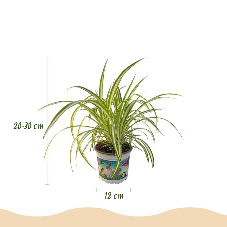 Pack Cyperus - Calissia - Chlorophytum