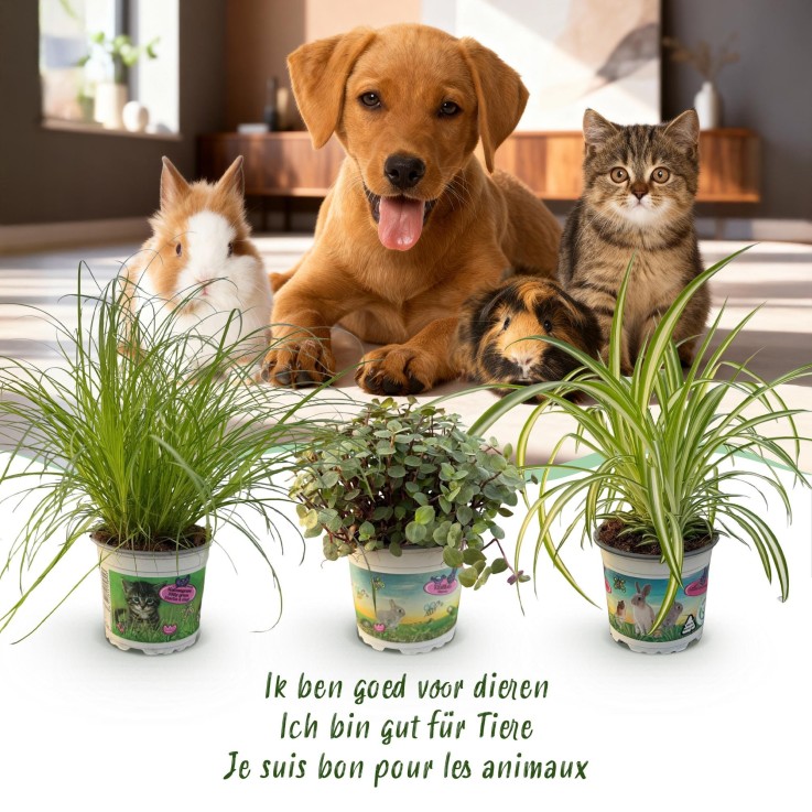 Pack Cyperus - Calissia - Chlorophytum