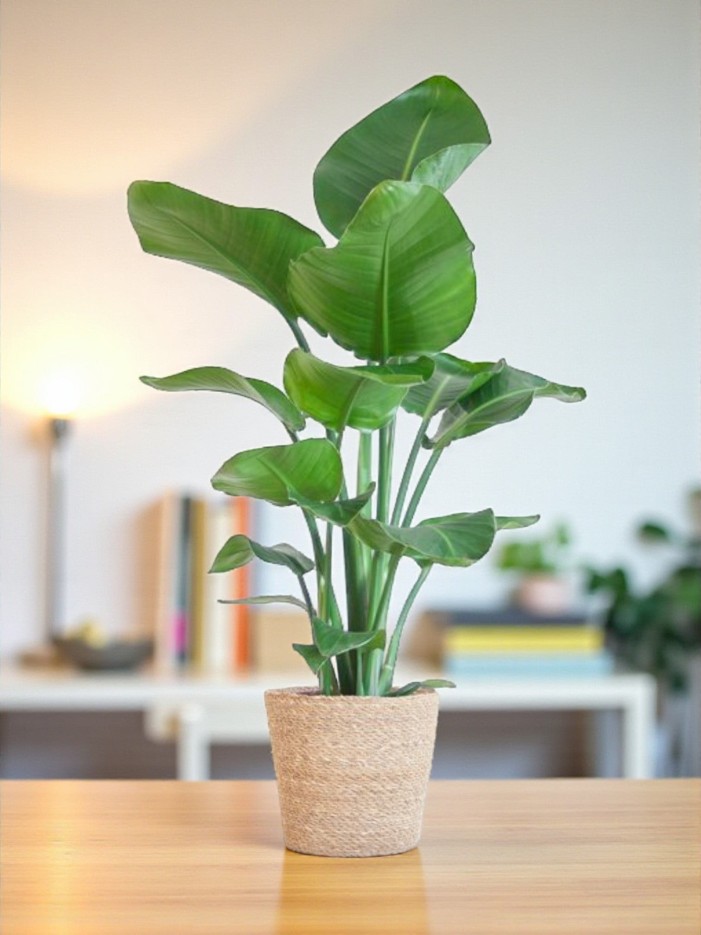 Strelitzia Nicolai et son pot -  Gris