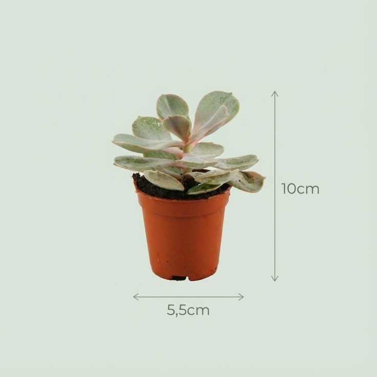 Mix mini Succulente -  12