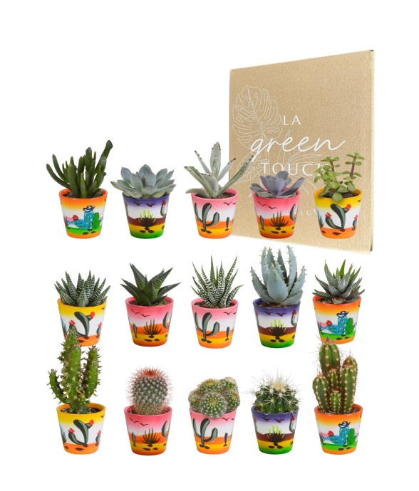 Mix de 15 cactus et leurs...