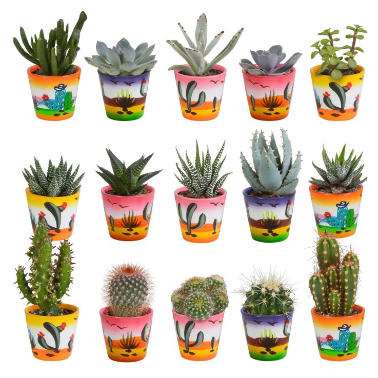 Mix de 15 cactus et leurs caches-pots colorés h13cm