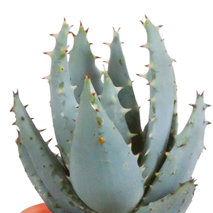Mix de 15 cactus et leurs caches-pots colorés h13cm