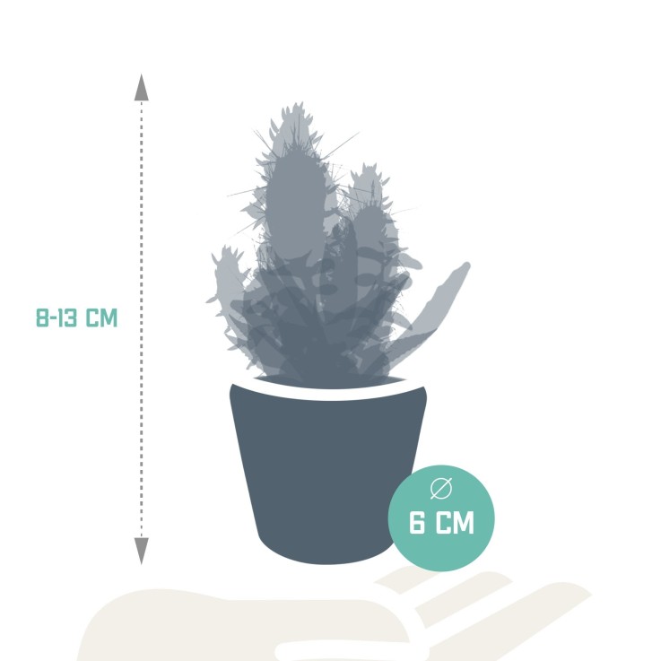 Mix de 15 cactus et leurs caches-pots colorés h13cm