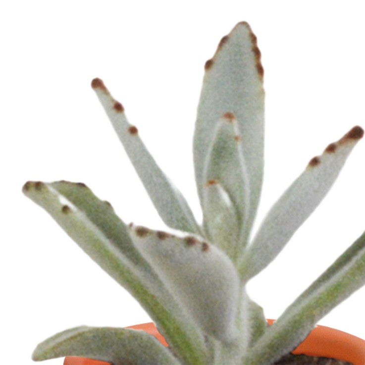 Mix de 15 cactus et leurs caches-pots colorés h13cm