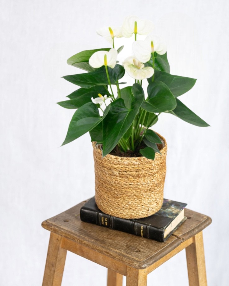 Anthurium blanc