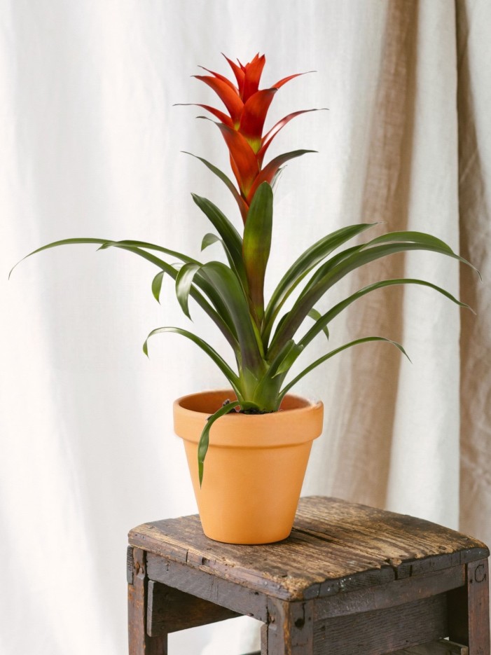 Guzmania Ostara