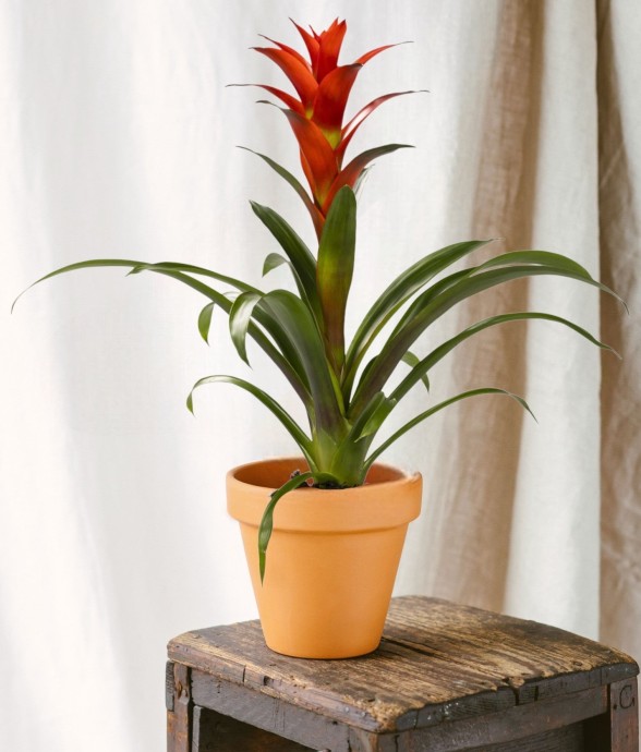 Guzmania Ostara
