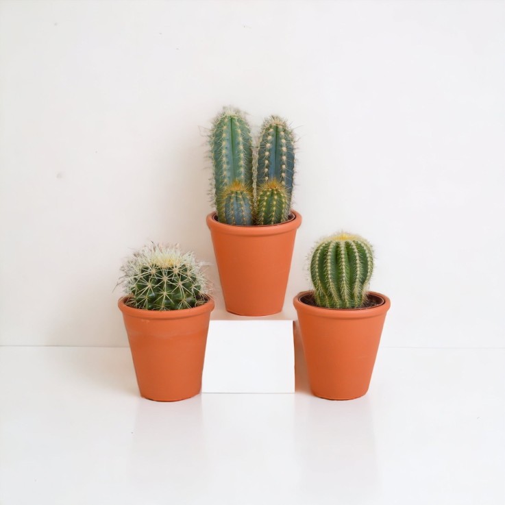 Coffret cadeau cactus et ses caches-pots terracotta - Lot de 3 plantes, h18cm