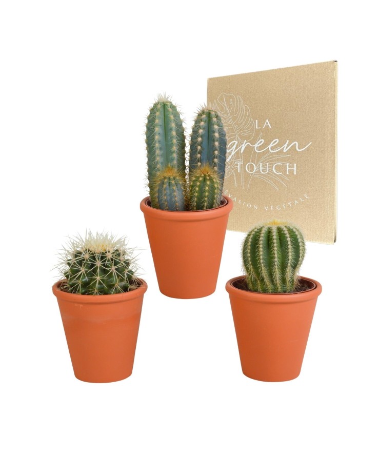 Coffret cadeau cactus et ses caches-pots terracotta - Lot de 3 plantes, h18cm