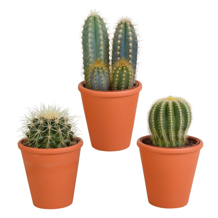 Coffret cadeau cactus et ses caches-pots terracotta - Lot de 3 plantes, h18cm