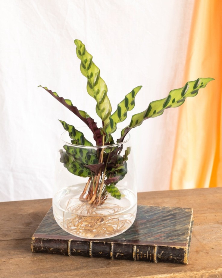 Calathea Lancifolia en hydroculture