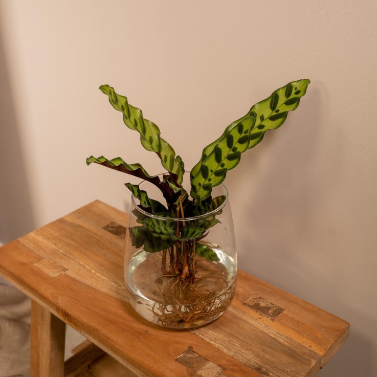 Calathea Lancifolia en hydroculture