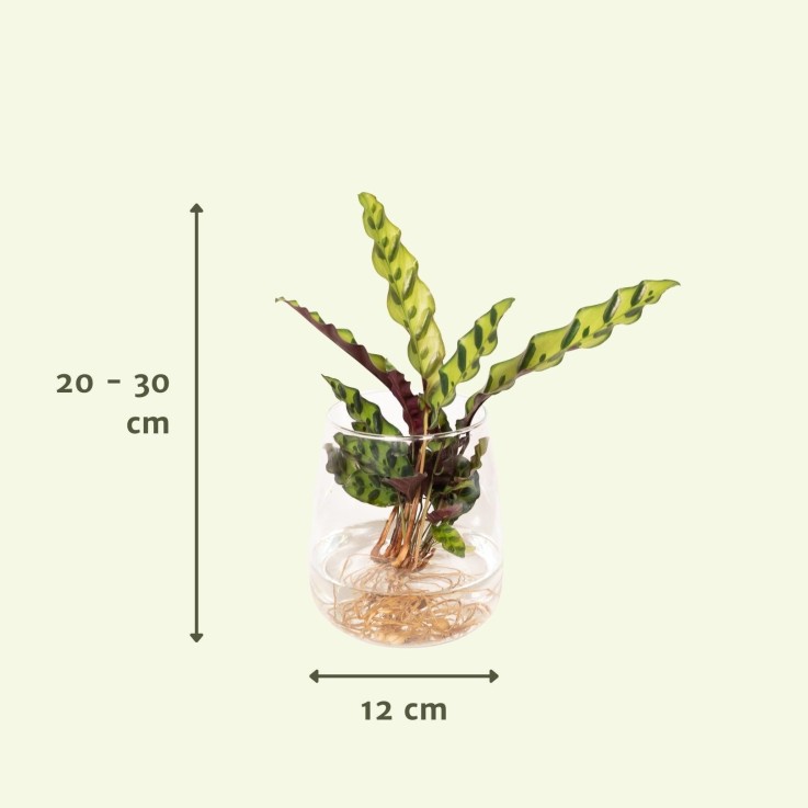 Calathea Lancifolia en hydroculture