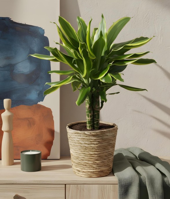 Dracaena fragrans Golden...