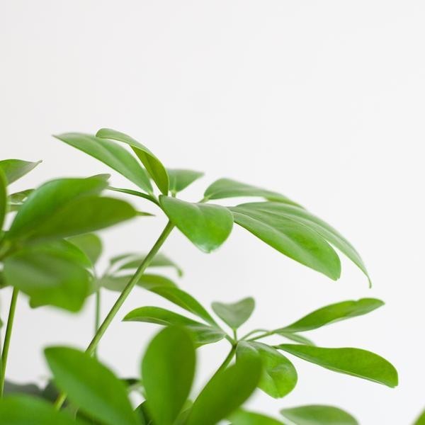 Schefflera Nora et son pot -  Panier blanc