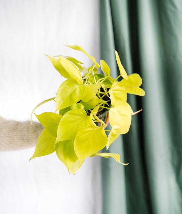 Petit Philodendron Lime