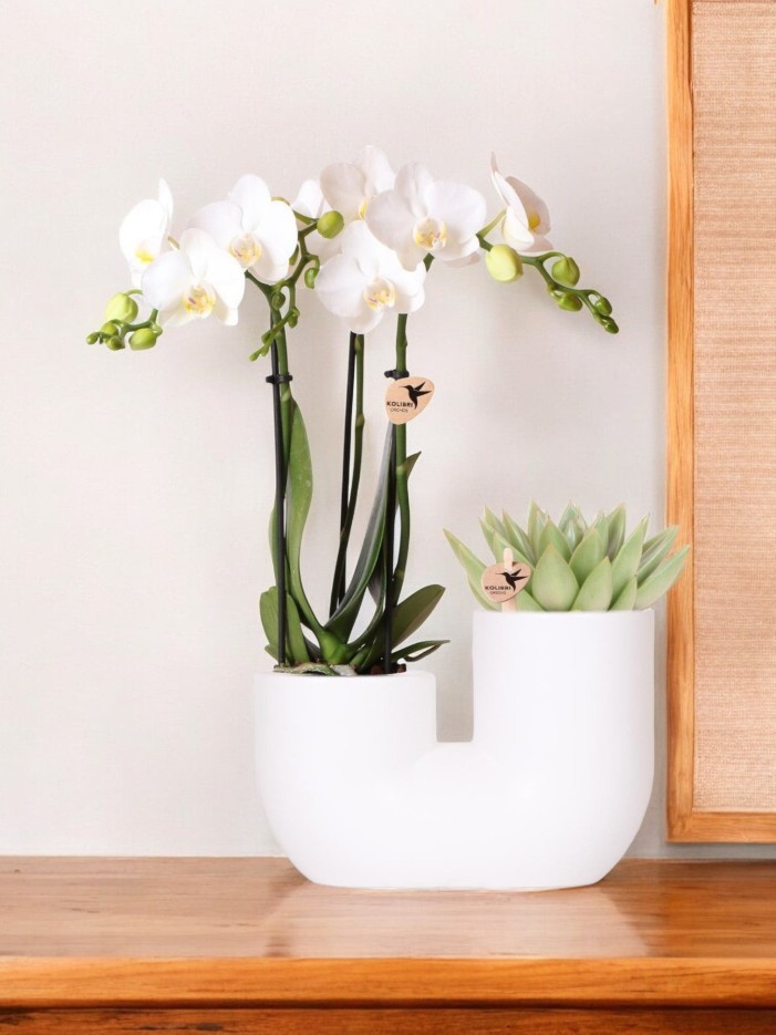 Orchidée Amabilis et Succulente en Pot Décoratif Blanc