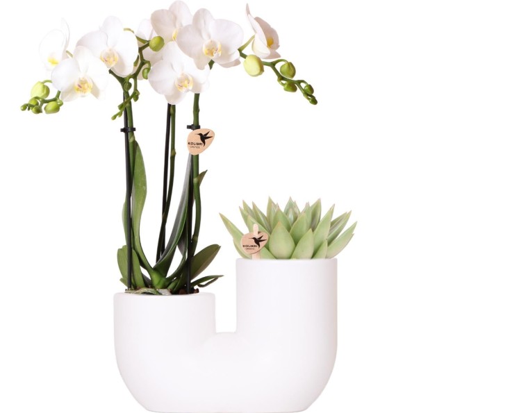 Orchidée Amabilis et Succulente en Pot Décoratif Blanc