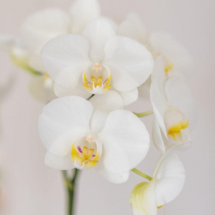 Orchidée Amabilis et Succulente en Pot Décoratif Blanc