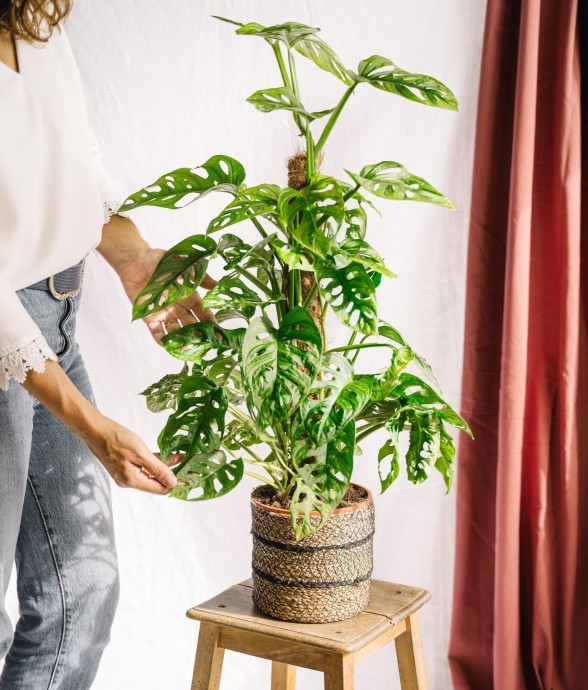Monstera adansonii tuteur