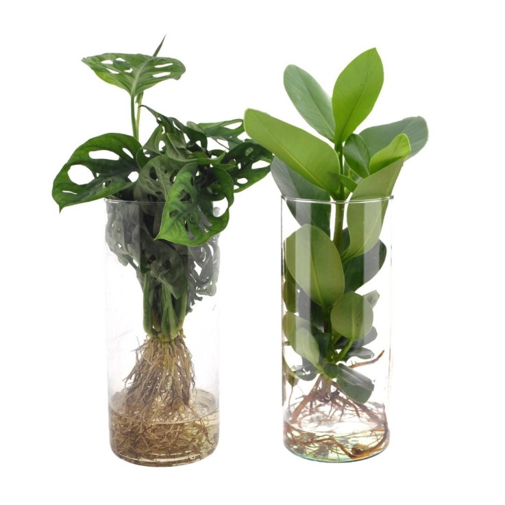 Duo de plantes en hydroculture