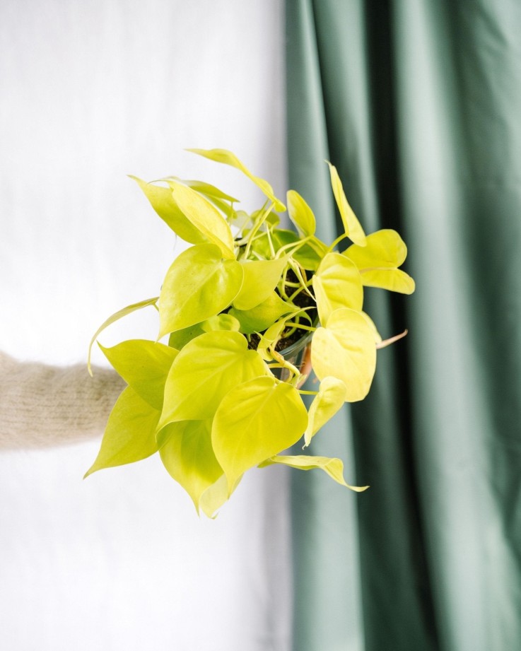 Philodendron Lime