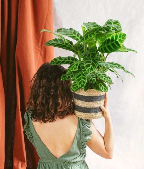 Calathea Zebrina