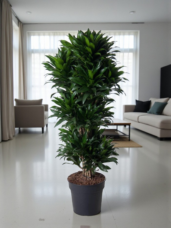 Dracaena Compacte ramifié - 140 cm - ø31