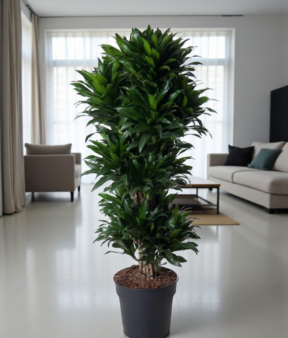Dracaena Compacte ramifié -...