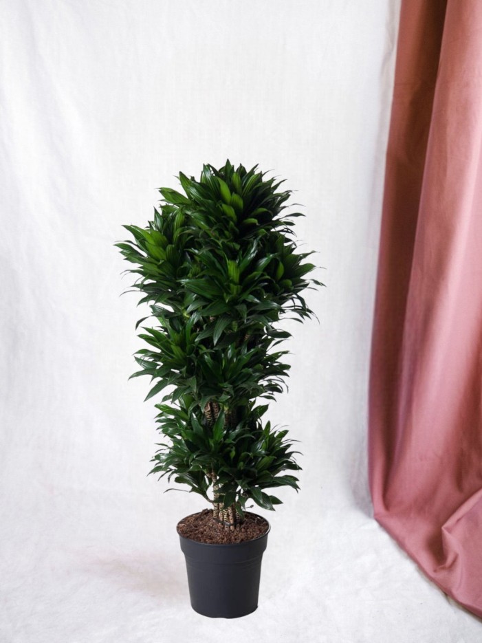 Dracaena Compacte ramifié - 140 cm - ø31