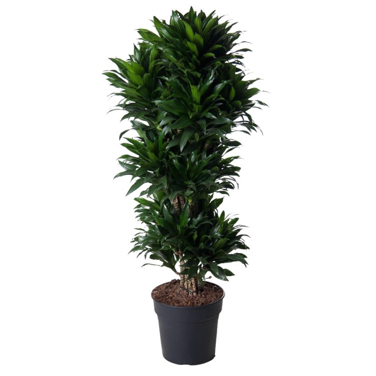 Dracaena Compacte ramifié - 140 cm - ø31