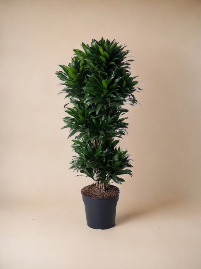 Dracaena Compacte ramifié - 140 cm - ø31