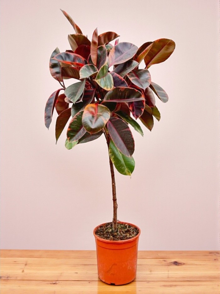 Ficus Elastica Belize tronc