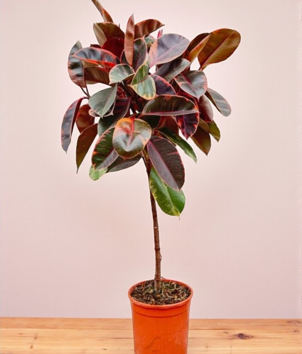 Ficus Elastica Belize tronc