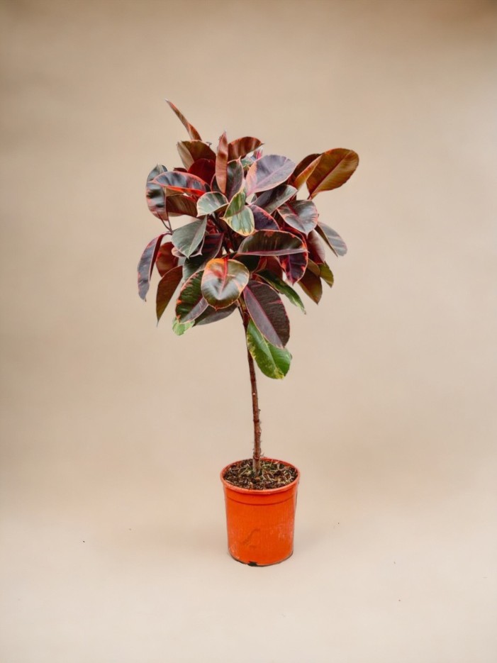 Ficus Elastica Belize tronc