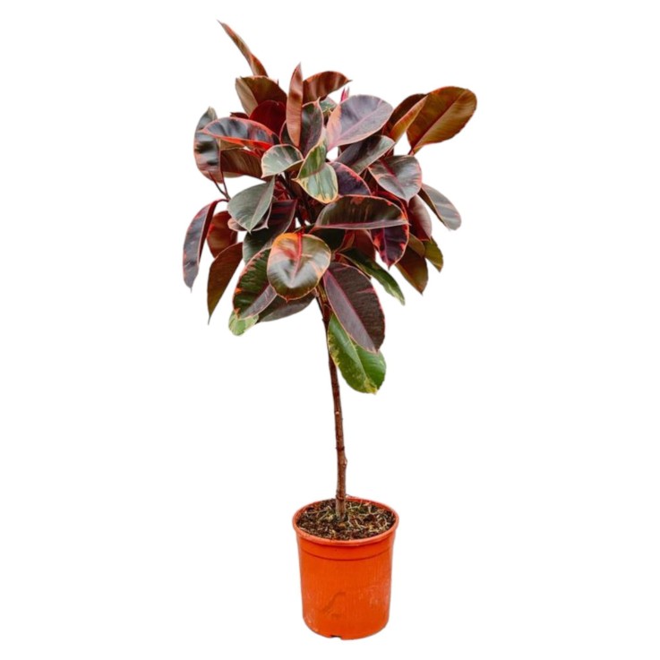 Ficus Elastica Belize tronc