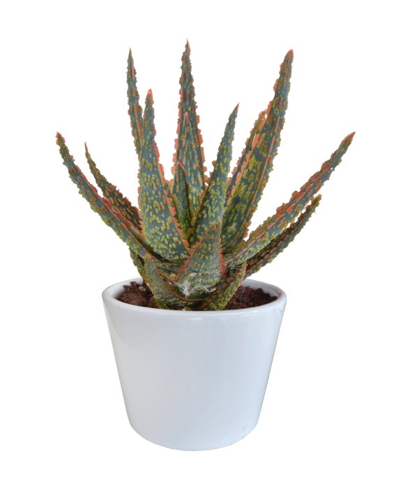 Aloe Zebrina