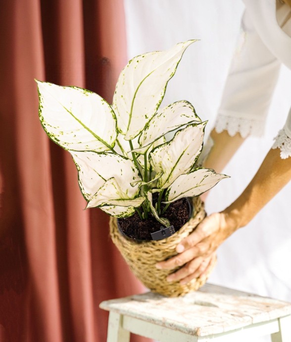 Aglaonema White Joy