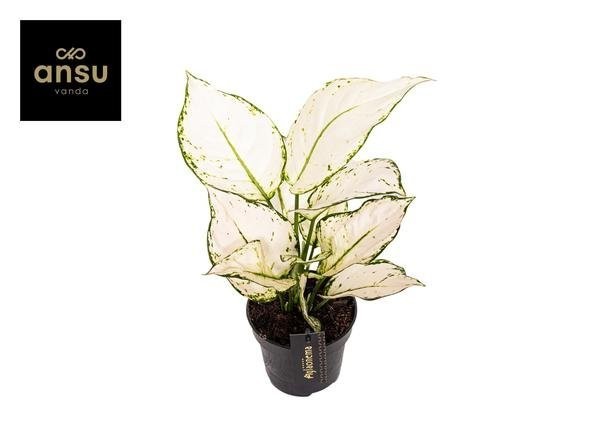 Aglaonema White Joy