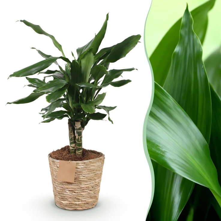 Dracaena fragrans et panier