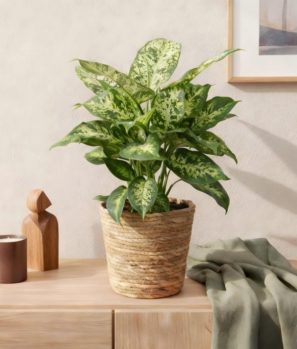 Dieffenbachia Compacta -  2
